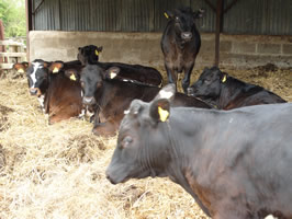 Calves